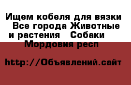 Ищем кобеля для вязки - Все города Животные и растения » Собаки   . Мордовия респ.